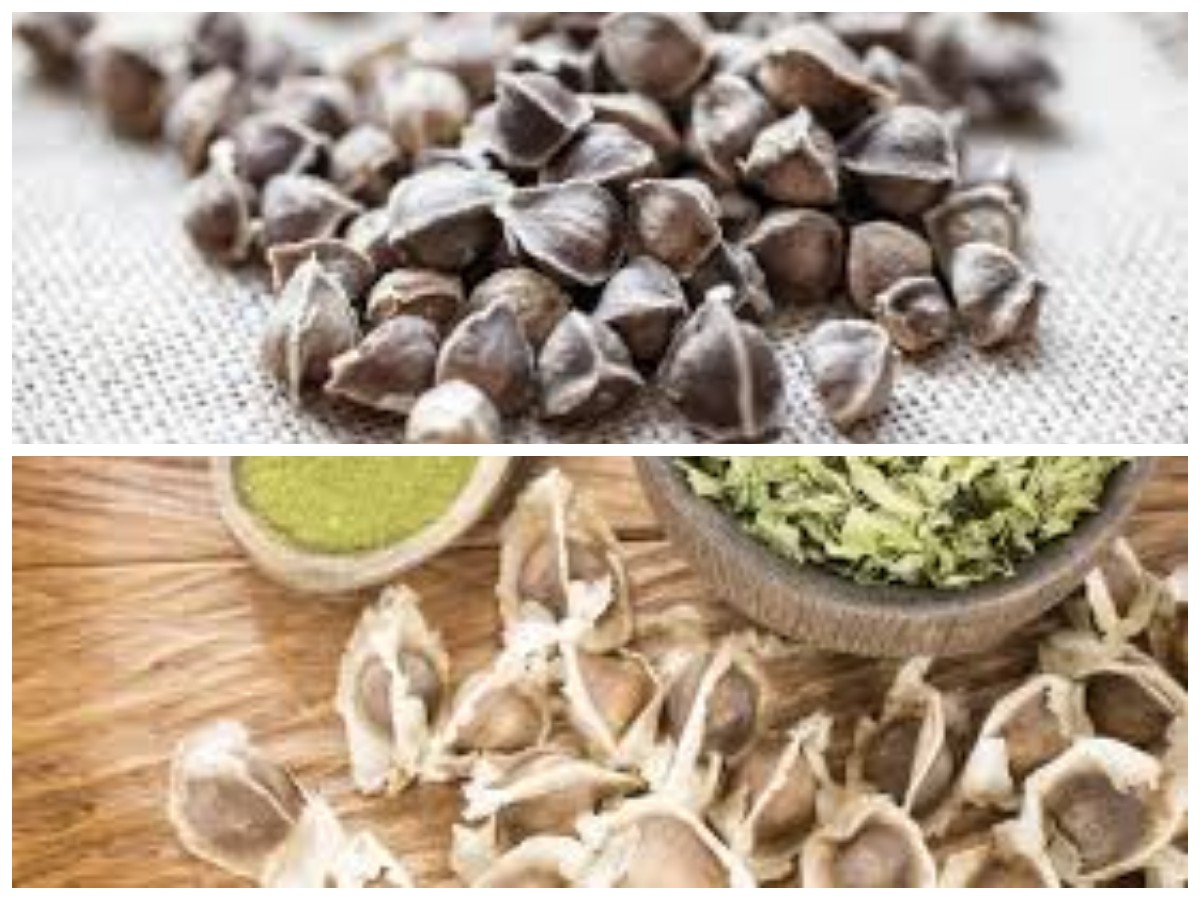 Rahasia Sehat dari Alam: Beragam Manfaat Biji Kelor yang Kaya Nutrisi untuk Tubuh