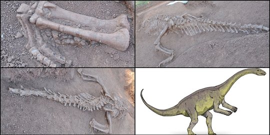 Kembali Gegerkan Dunia Arkeolog, FosilRatusan Juta Tahun Ditemukan Para Ilmuwan? Ini Faktanya! 