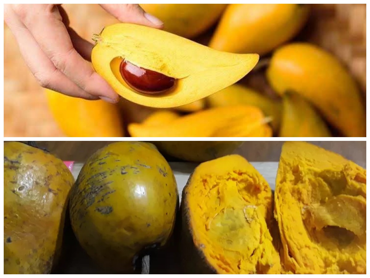 Rahasia Khasiat Buah Campolay bagi Kesehatan: Kaya Gizi dan Antioksidan Alami