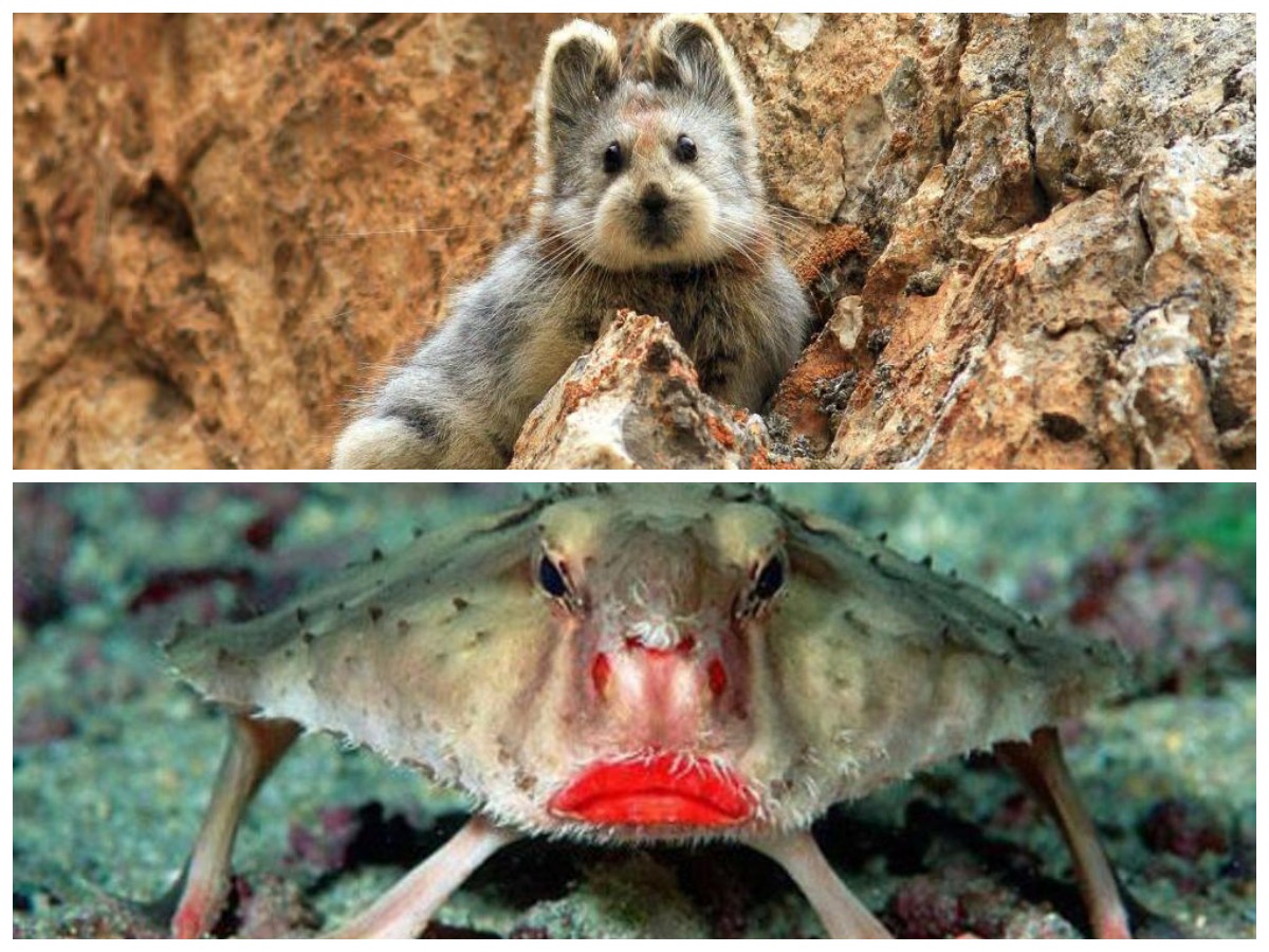 7 Makhluk Aneh dan Langka yang Benar-Benar Ada di Dunia Nyata