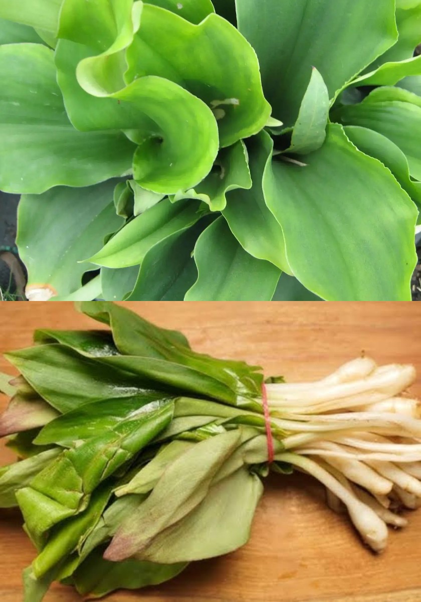 7 Manfaat Daun Kencur untuk Kesehatan dan Efek Samping yang Perlu Diketahui