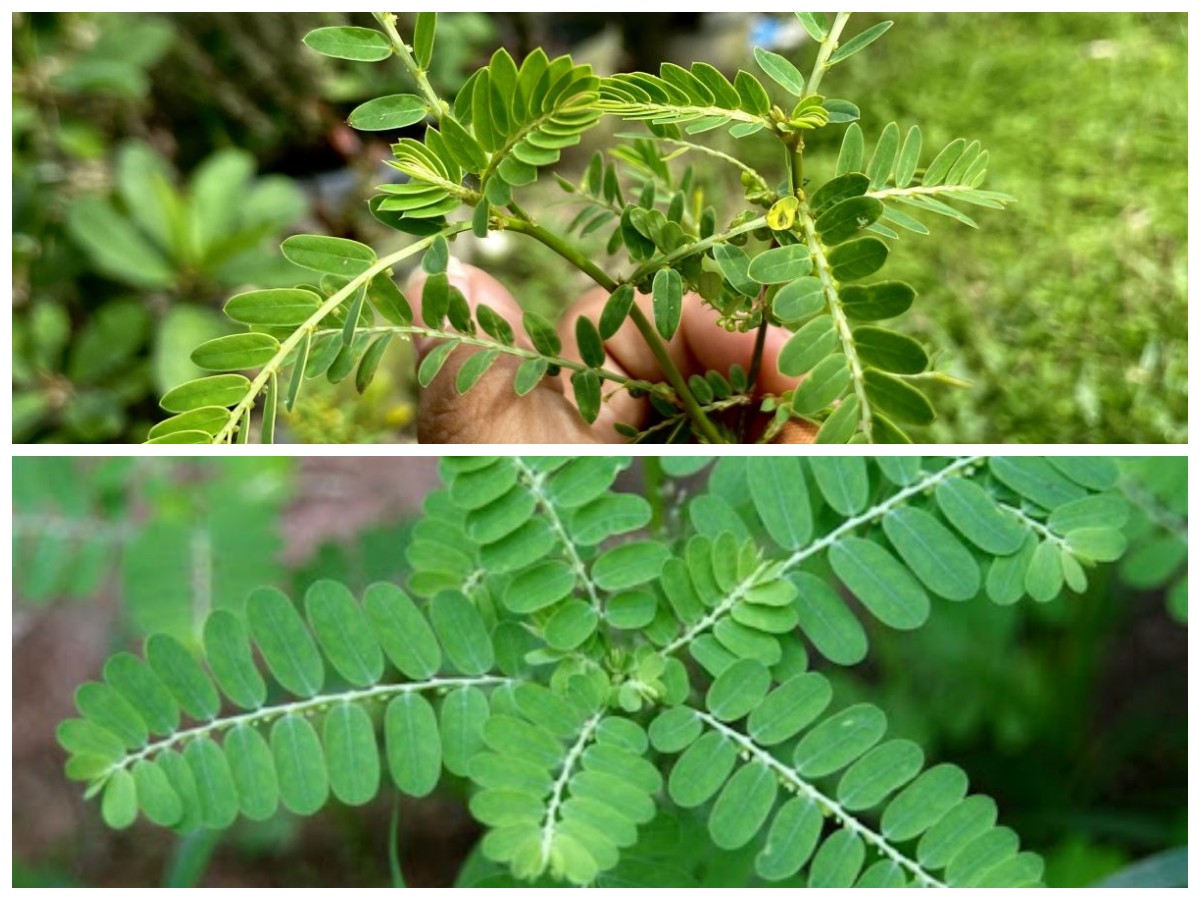 Rahasia Khasiat Daun Meniran: Tanaman Herbal yang Ampuh untuk Berbagai Penyakit