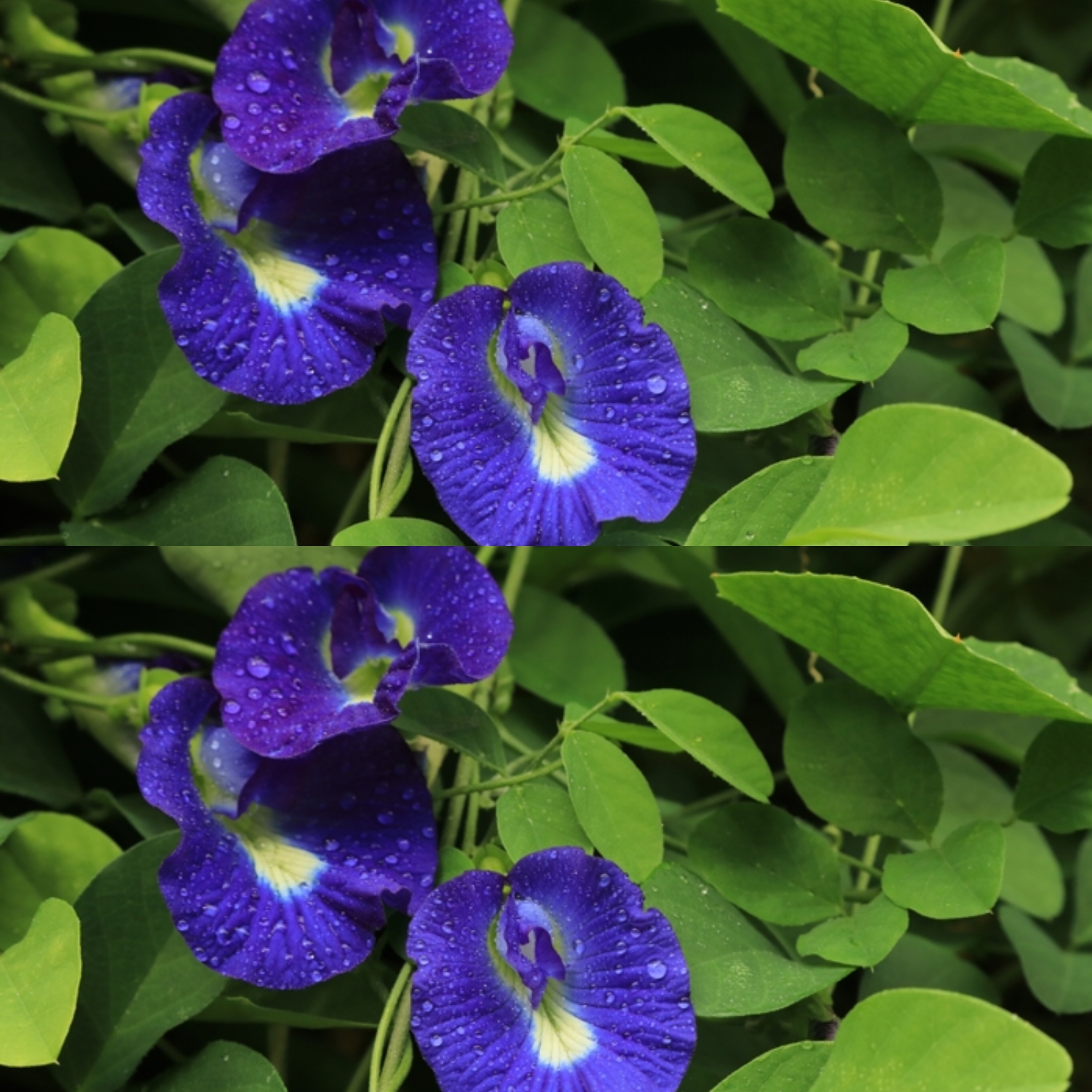 Mencerahkan Kulit Wajah Ini Manfaat Bunga Telang Yang Harus Kalian Ketahui Bukan Hanya Untuk Kesehatan Saja! 