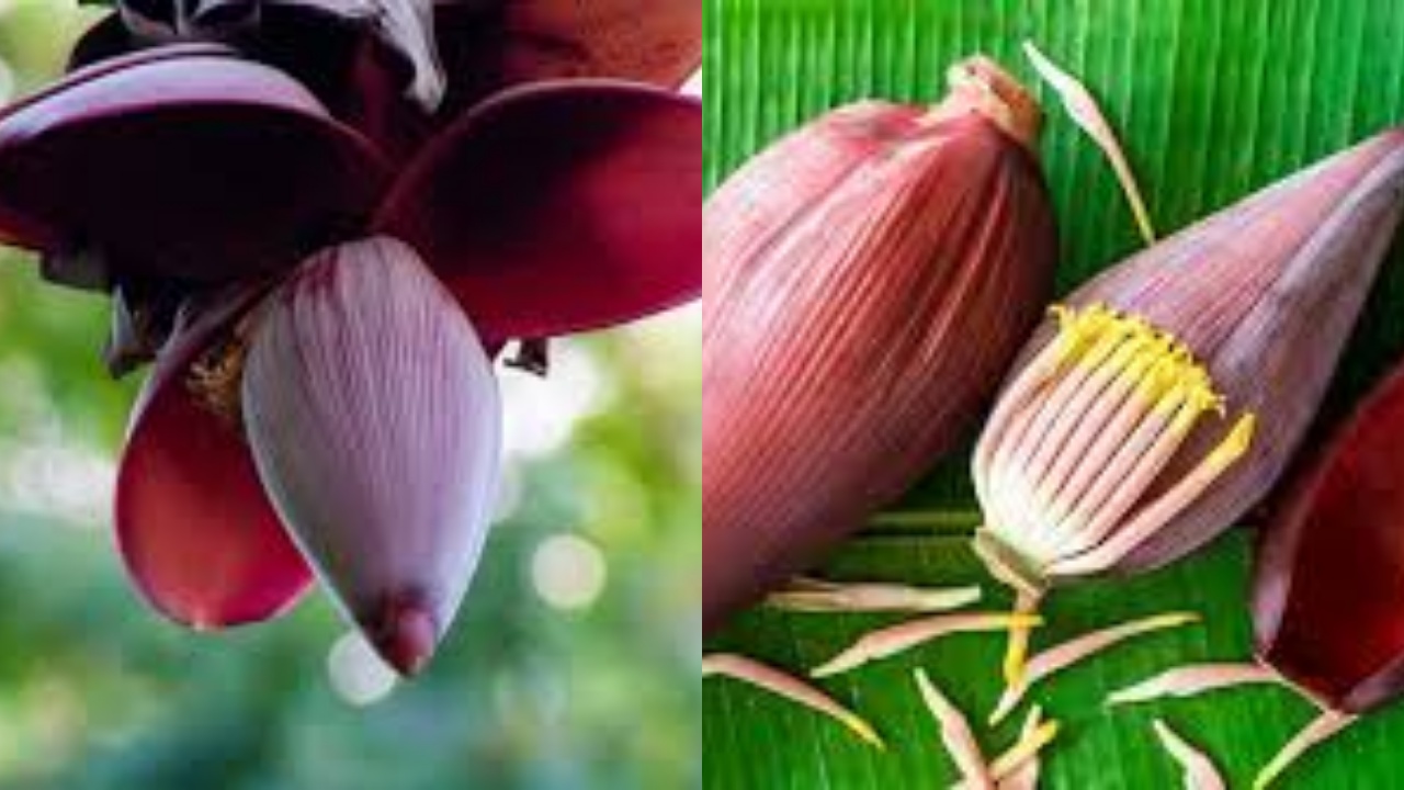 Yuk Ketahui Manfaat Jantung Pisang Untuk Kesehatan Yang Luar Biasa!