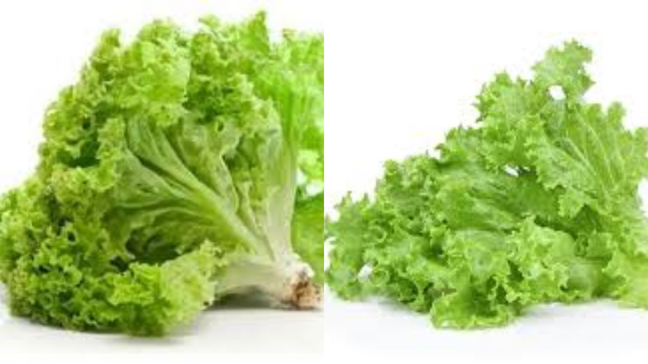 Menurunkan Risiko Penyakit Jantung Ini Manfaat Dari Selada Untuk Kesehatan!