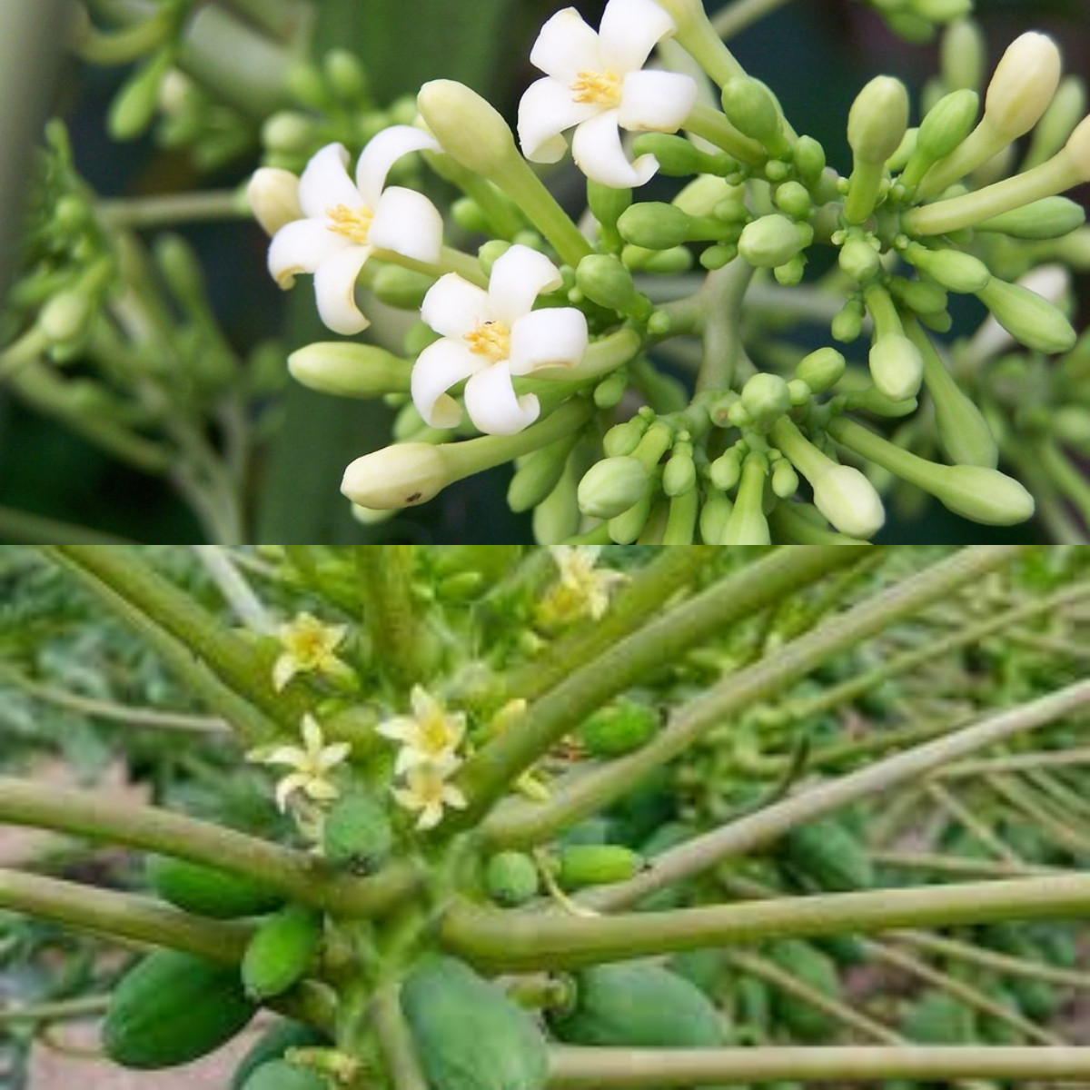  Manfaat Bunga Pepaya, Tingkatkan Imunitas dan Kesehatan Tulang!