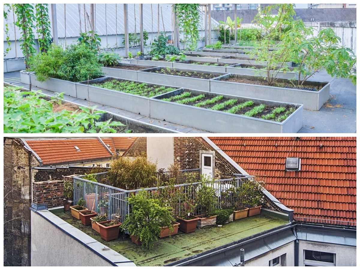 Sulap Atap Rumah Jadi Kebun Hijau: Solusi Kreatif Tanam Sayur dan Bunga di Area Sempit