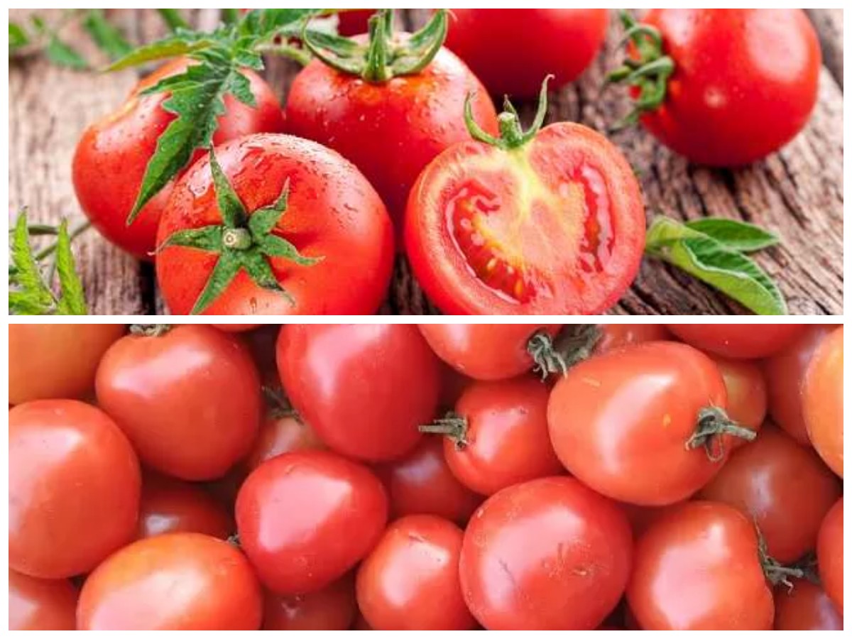 Rahasia Sehat dari Tomat: Buah Merah Serbaguna yang Kaya Vitamin dan Antioksidan