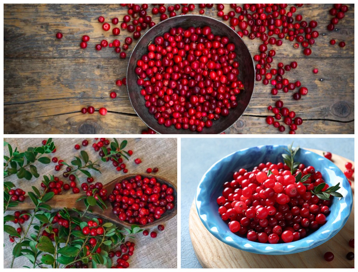Sejumlah Manfaat Buah Lingonberry bagi Kesehatan: Si Kecil Merah yang Penuh Khasiat untuk Tubuh!