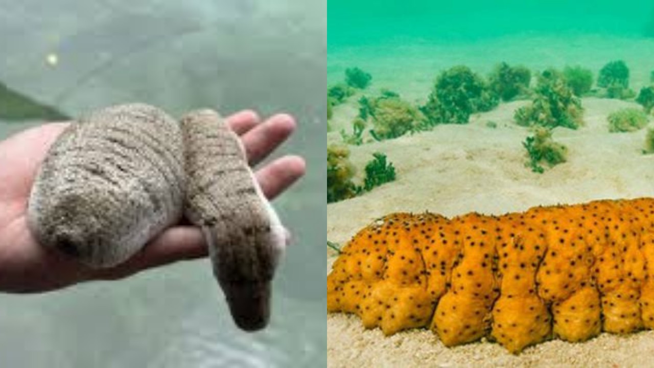 Manfaat Teripang untuk Kesehatan: Dari Penyembuhan Luka hingga Cegah Kanker!