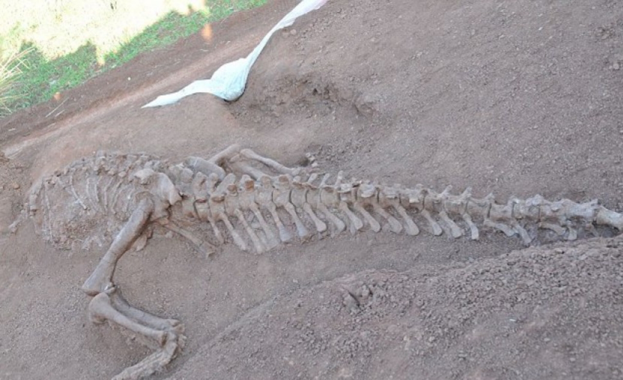 Fosil Dinosaurus Ditemukan, Diduga Berusia 145 Juta Tahun Yang Lalu Ada Disini! 