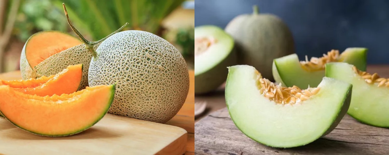 Melon, Buah Segar dengan Segudang Manfaat untuk Kesehatan Anda