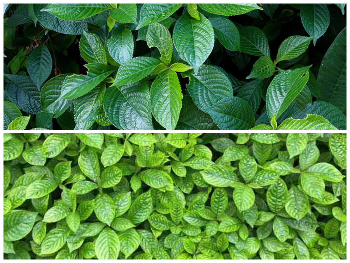 Rahasia Daun Keji Beling: Herbal Alami untuk Menjaga Kesehatan Ginjal