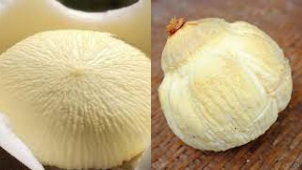 Wajib Tahu! Ini Manfaat Kentos Kelapa Untuk Kesehatan Tubuh Yang Sayang Untuk Dilewatkan