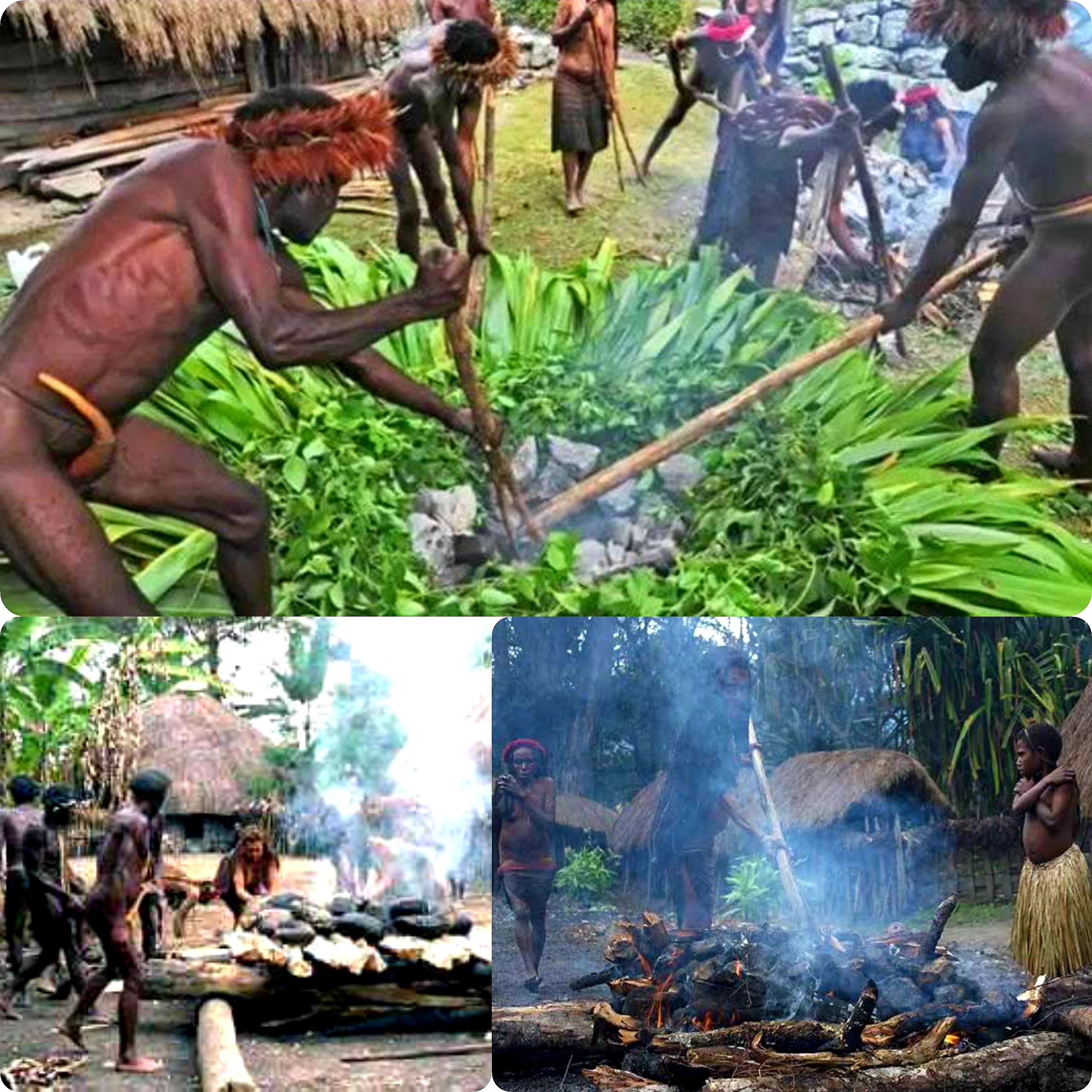 Adat Istiadat. Tradisi Bakar Batu Suku Dani Papua dan Nilai di Dalamnya