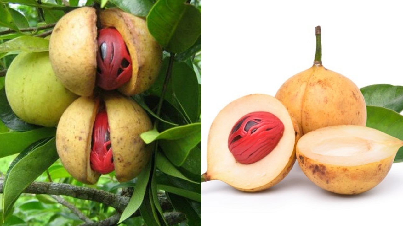  Buah Pala: Kenali Kandungan Nutrisi dan Segudang Manfaatnya untuk Kesehatan!