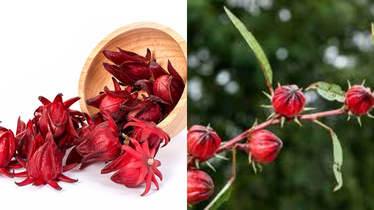 Rosela: Minuman Herbal dengan Segudang Manfaat untuk Kesehatan!