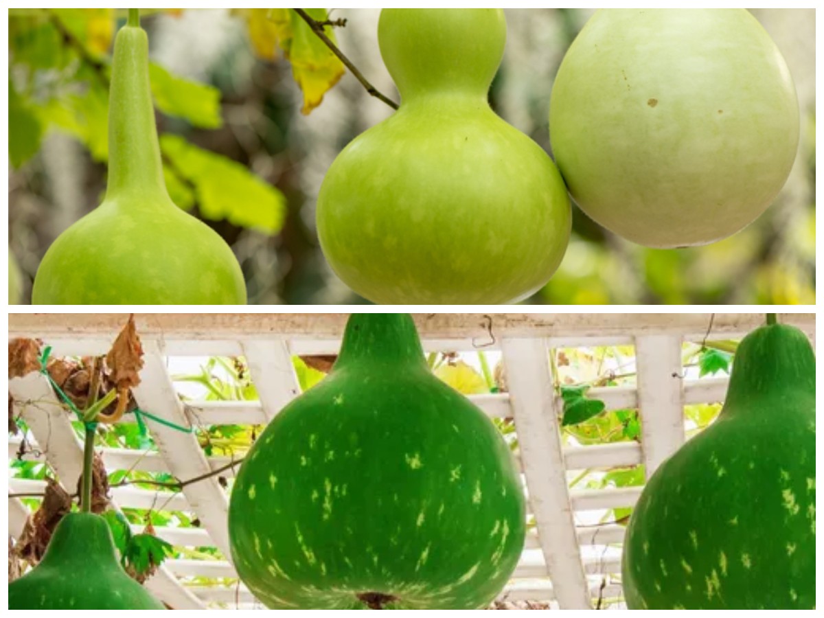 Manfaat Labu Air: Rahasia Sayuran Sehat untuk Tubuh Lebih Prima