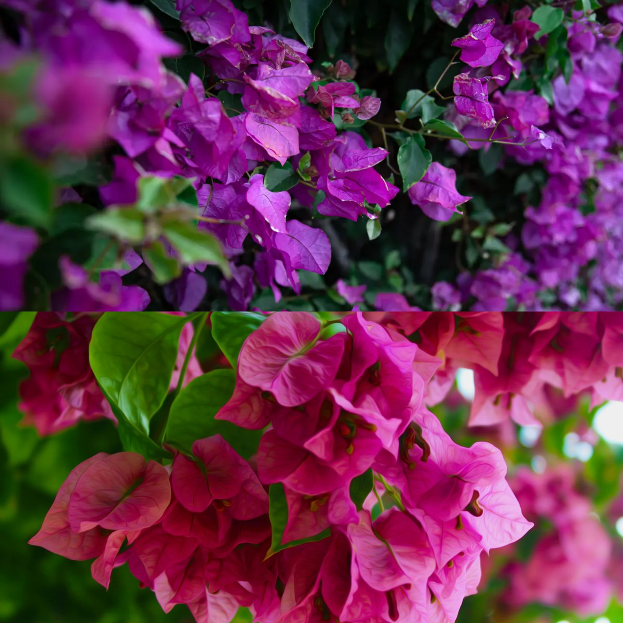 Rahasia Merawat Bunga Bougainvillea agar Tumbuh Subur dan Bunganya Makin Lebat