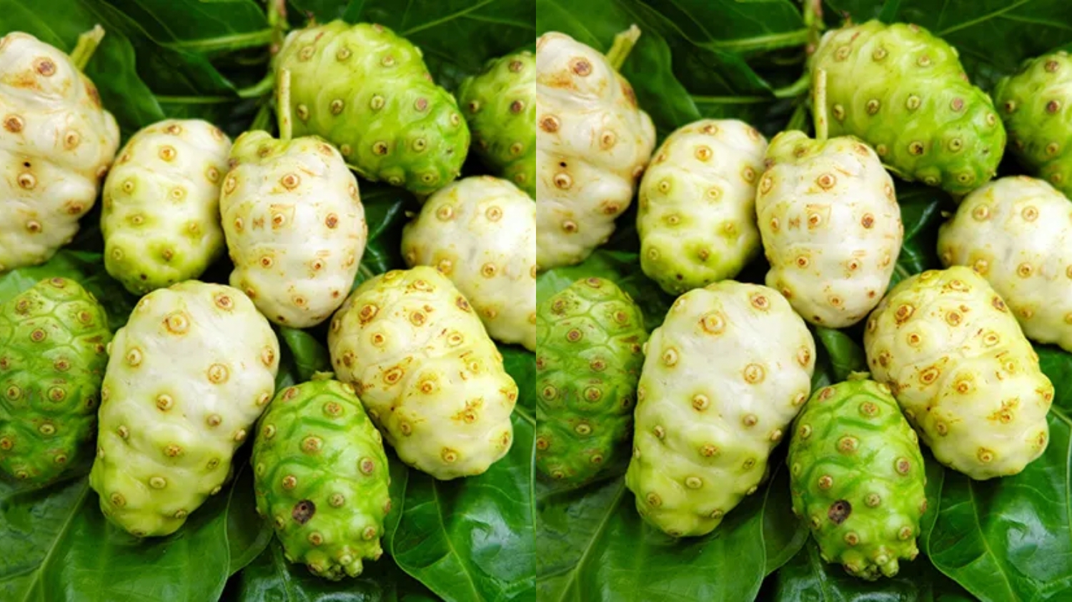 Yuk intip! Manfaat Buah Mengkudu Untuk Kesehatan Yang Jarang Diketahui