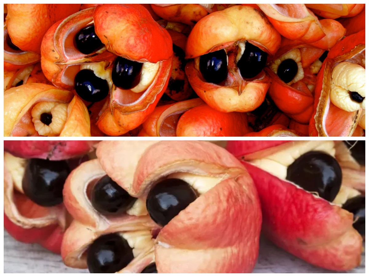 Khasiat Buah Ackee untuk Kesehatan: Nutrisi Melimpah dengan Catatan Penting dalam Konsumsi