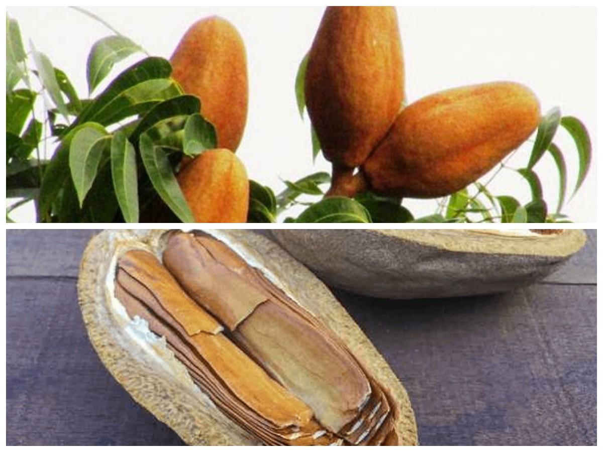 Biji Buah Mahoni: Solusi Alamiah untuk Penyakit Kronis? Temukan Fakta Menariknya!