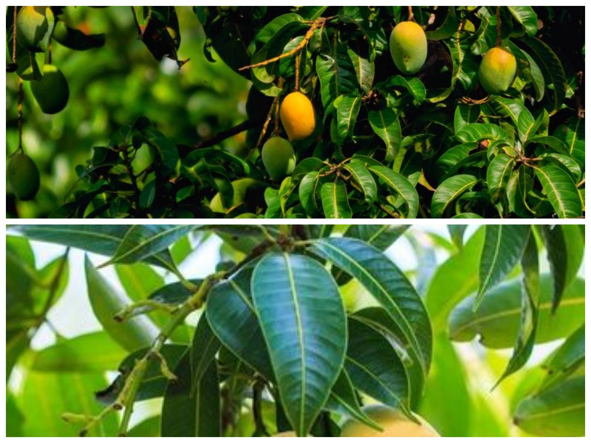 Manfaat Kesehatan yang Tersembunyi di Balik Daun Mangga