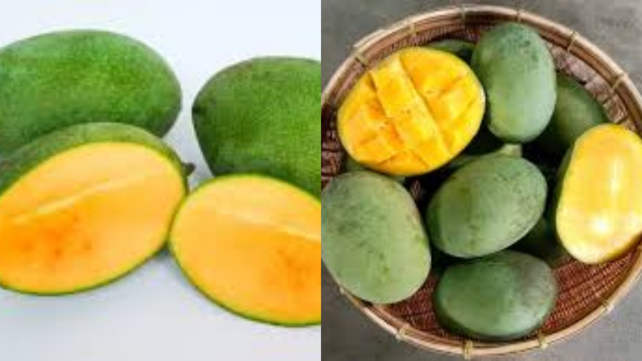 Rahasia Sehat dari Mangga Kweni Yang Jarang Diketahui Berikut Penjelasannya!