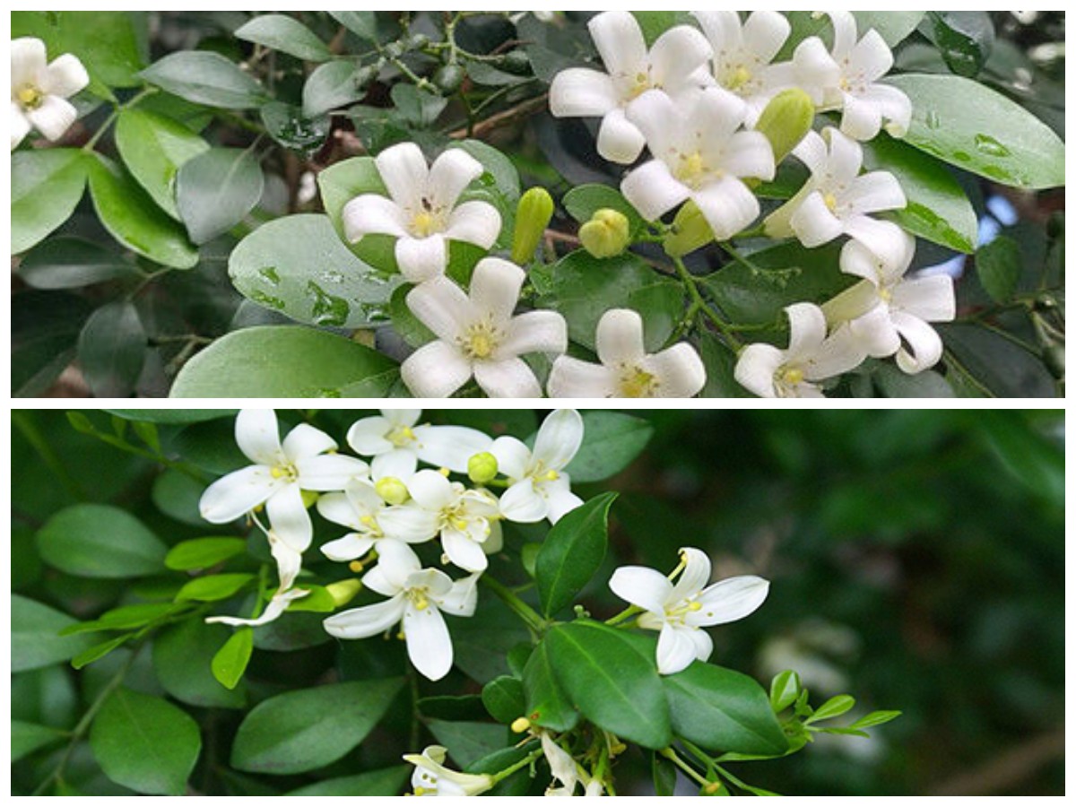 Daun Kemuning: Khasiat Alami untuk Kesehatan, dari Menurunkan Kolesterol hingga Merawat Kulit!