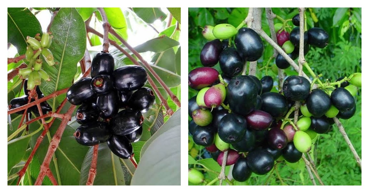 7 Khasiat Buah Jamblang bagi Kesehatan yang Perlu Diketahui