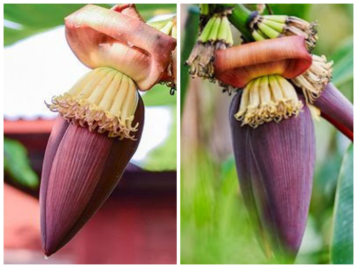 Manfaat Jantung Pisang bagi Kesehatan Tubuh: Superfood Lokal yang Kaya Nutrisi dan Ramah Pencernaan!