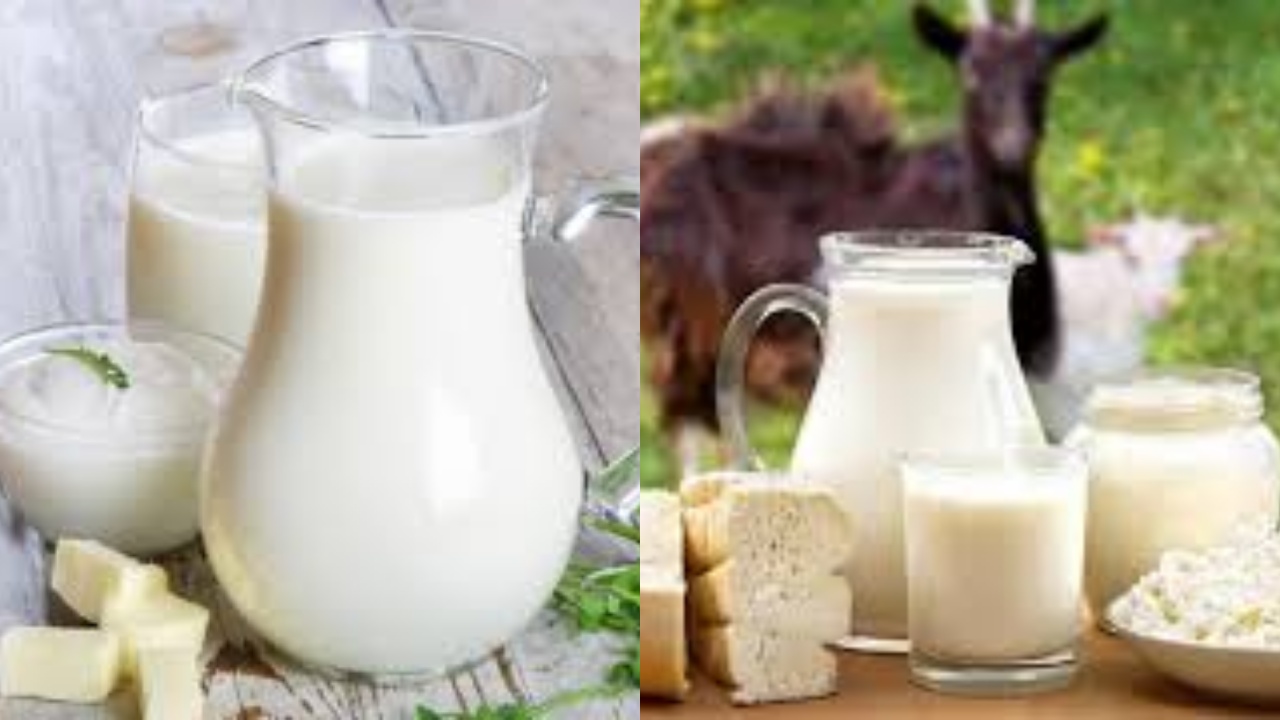 Meningkatkan Metabolisme dan Fungsi Organ Ini Teryata Manfaat Susu Kambing Guys!