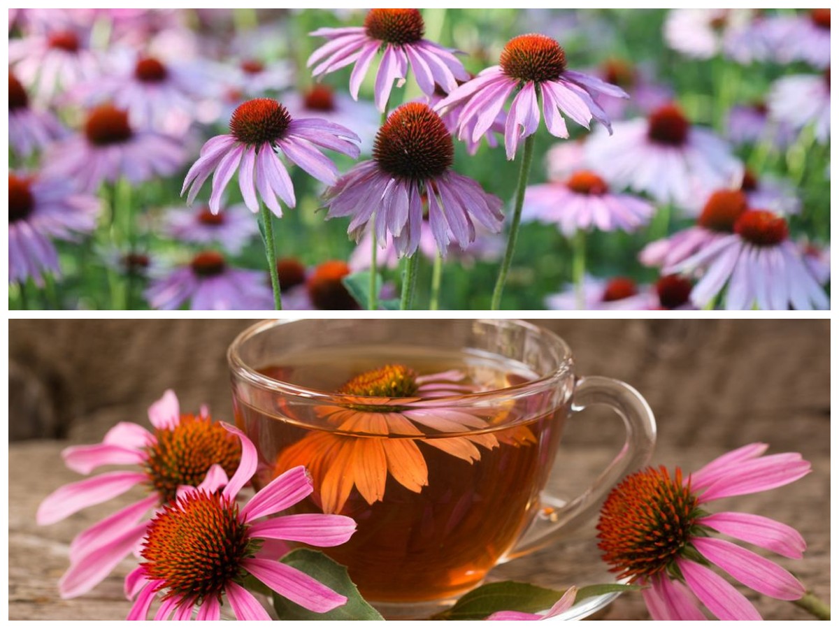 Echinacea untuk Tubuh Lebih Tangguh: 5 Manfaatnya dalam Menjaga Daya Tahan dan Mengurangi Peradangan