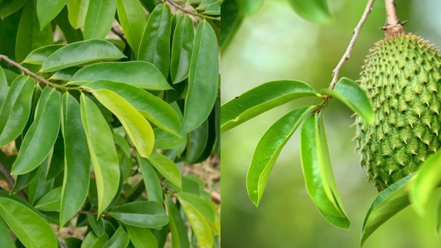 Jarang Diketahui Inilah 10 Manfaat Daun Sirsak Untuk Kesehatan Yang Luar Biasa! 