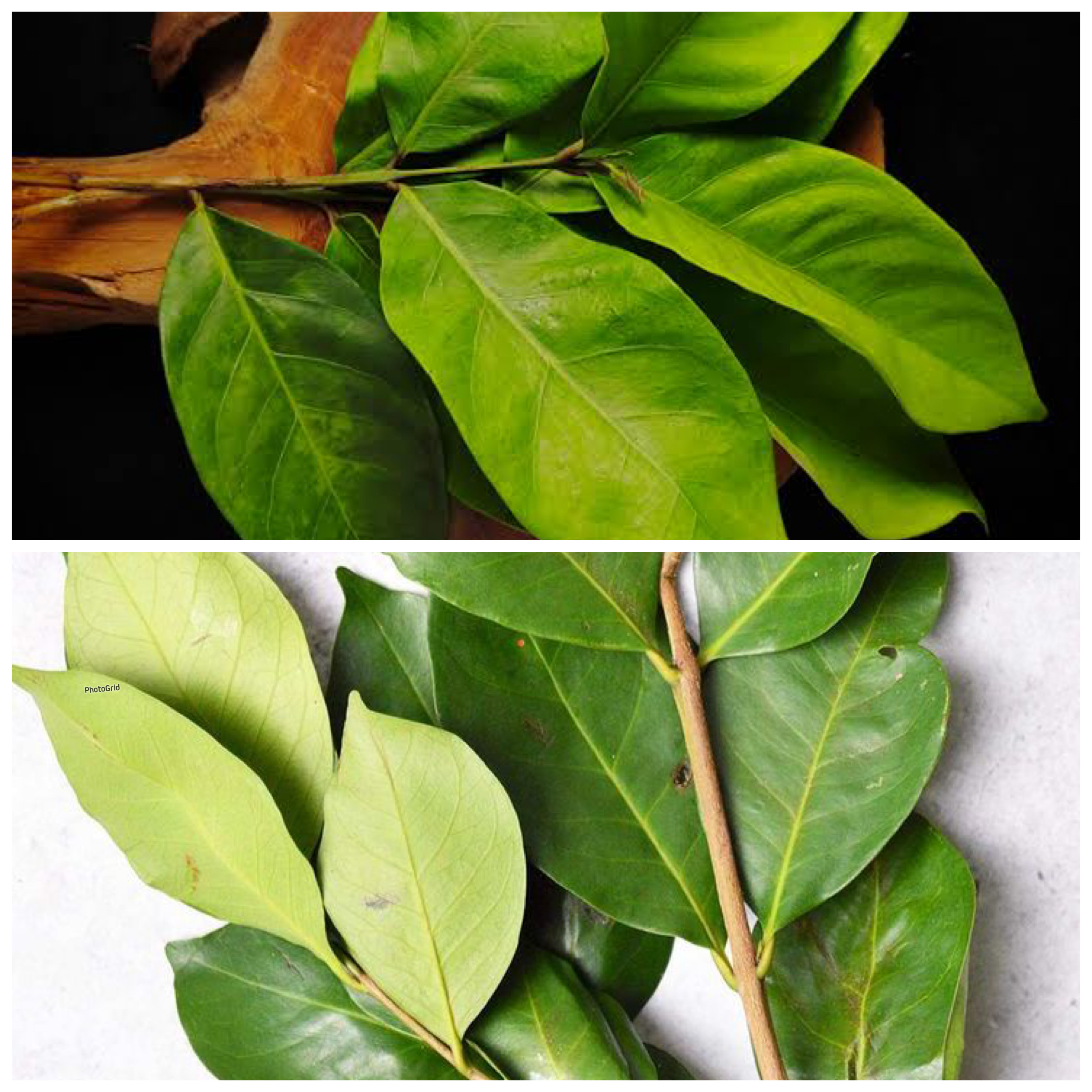 Rahasia Sehat di Balik Daun Salam: Lebih dari Sekadar Penyedap Masakan!