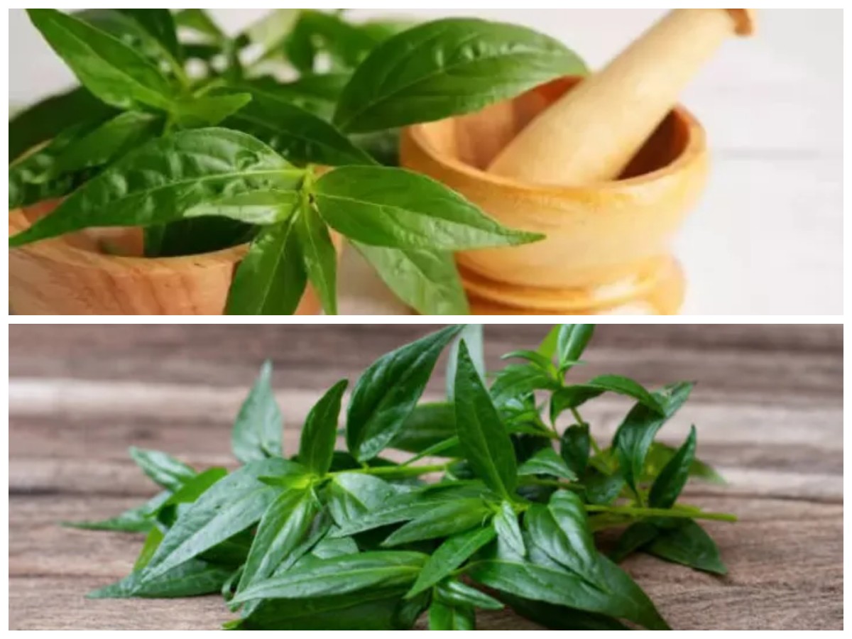 Rahasia Tersembunyi di Balik Sambiloto: Tanaman Pahit dengan Segudang Khasiat untuk Kesehatan!