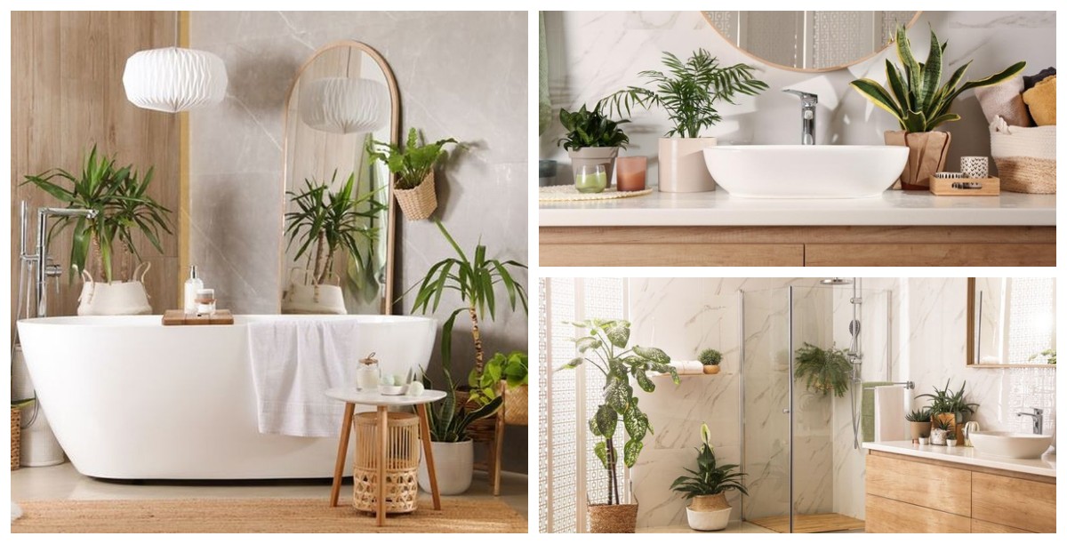 Hidupkan Kamar Mandimu: 6 Tanaman Hias yang Tumbuh Subur Tanpa Ribet