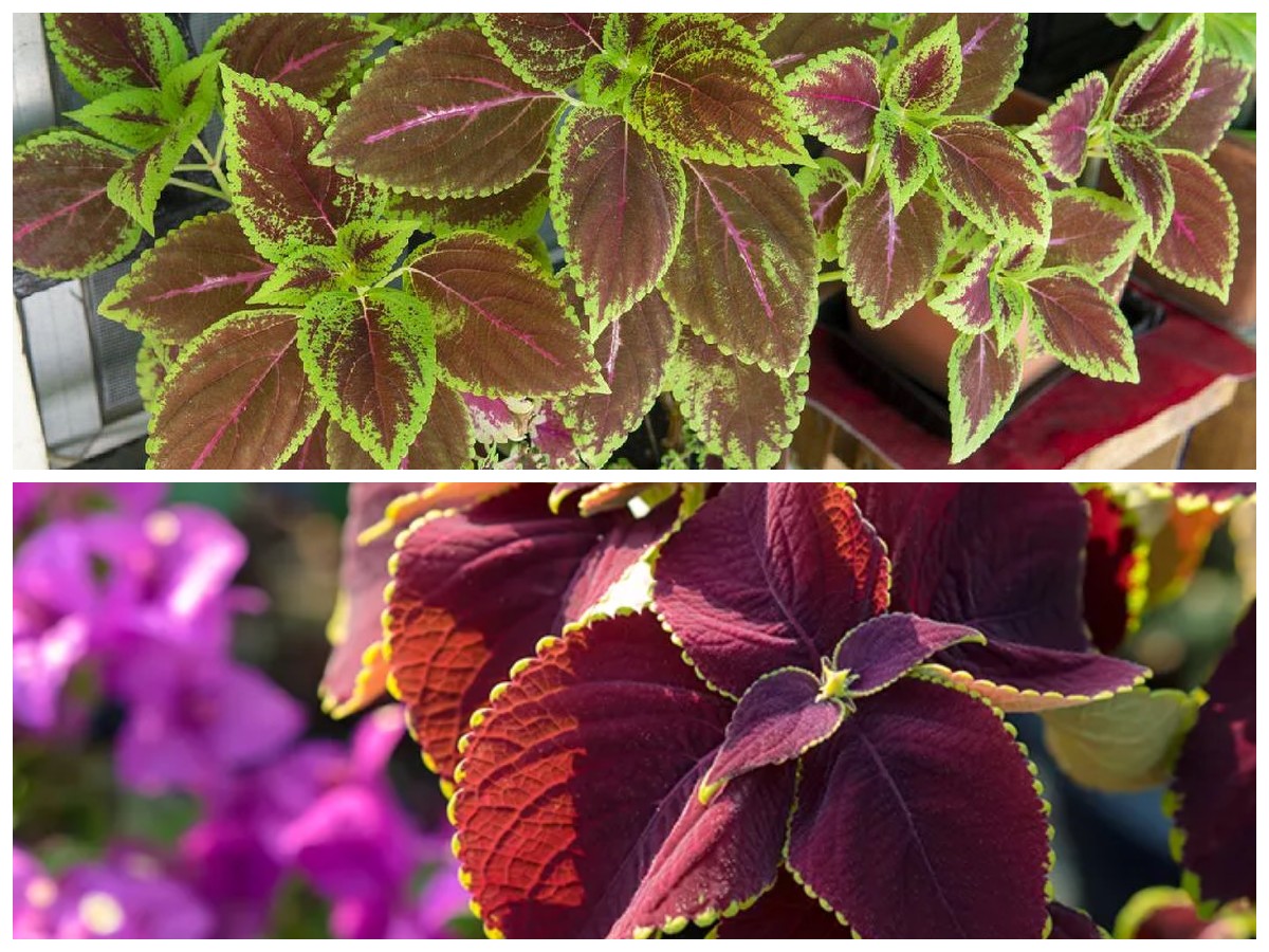  Jarang Diketahui! Ini 7 Manfaat Daun Miana yang Baik untuk Tubuh