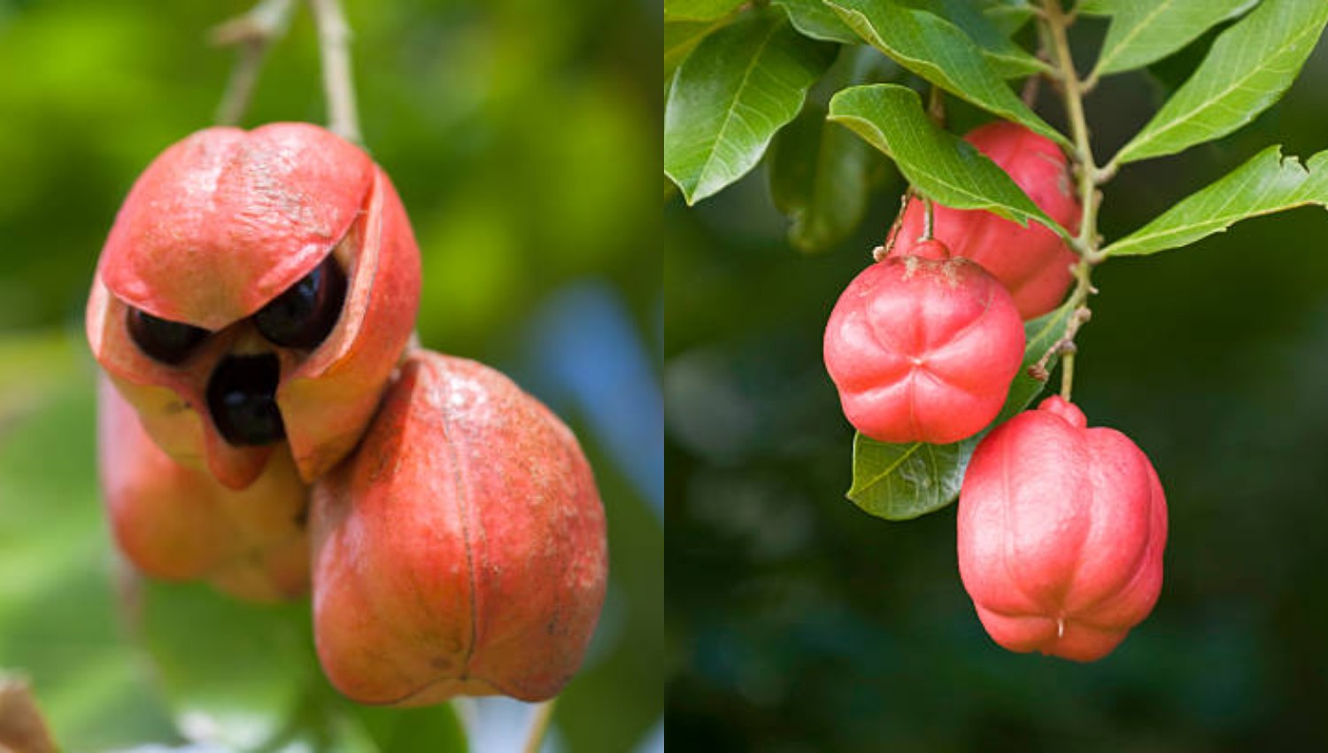 Buah Ackee, Keajaiban Tropis dengan Segudang Manfaat Kesehatan!