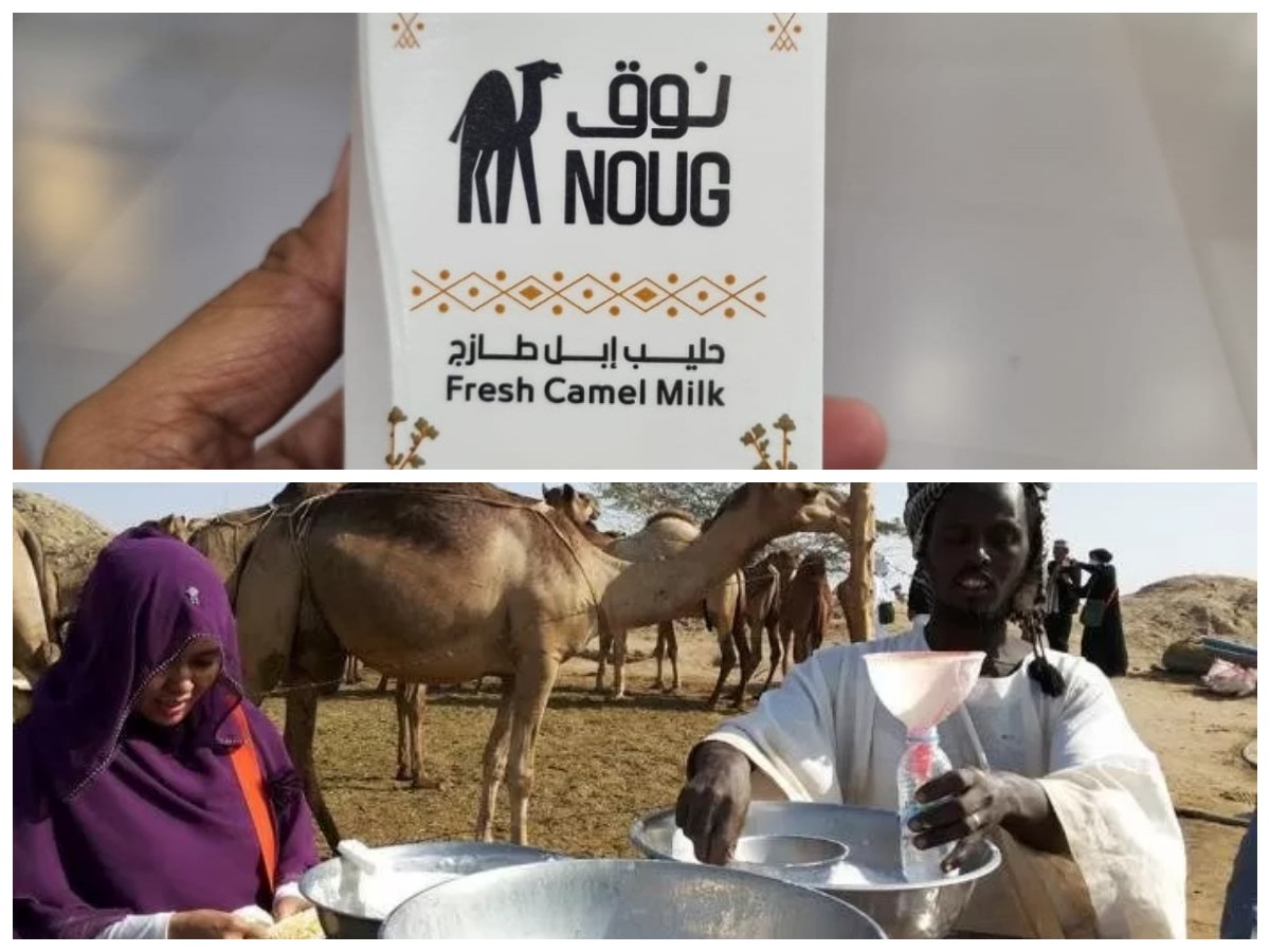 Rahasia di Balik Susu Unta: Kandungan dan Manfaatnya yang Luar Biasa untuk Tubuh