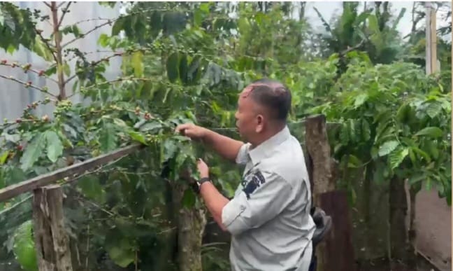 Upaya Tingkatkan Produksi Kopi Petik Merah di Pagar Alam,  Hermansyah: Kualitas Sangat Mempengaruhi