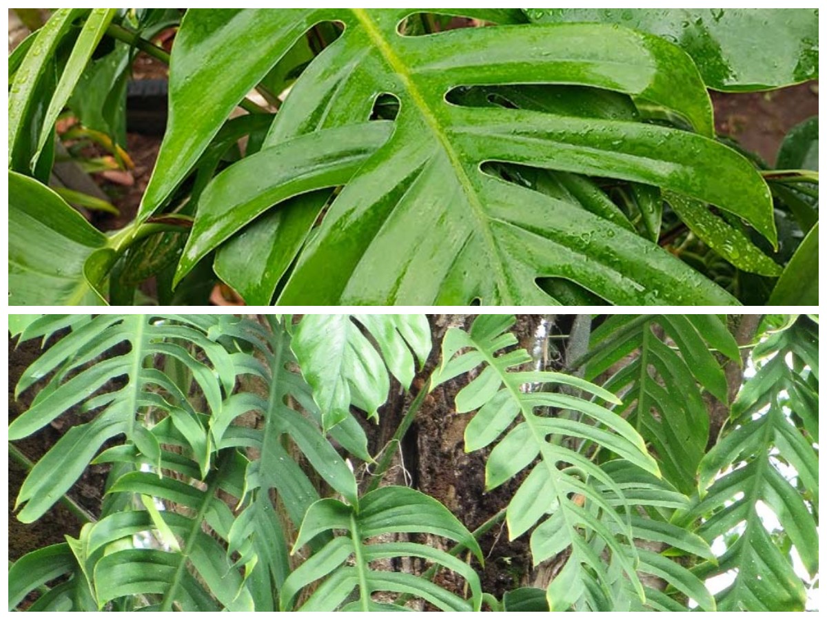 Daun Ekor Naga: Khasiat dan Manfaat Luar Biasa untuk Tubuh Kamu