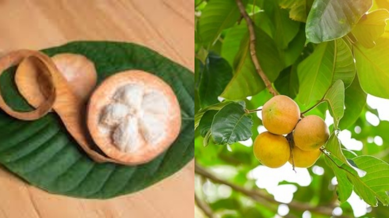 Deretan Manfaat Buah Kecapi untuk Kesehatan yang Perlu Anda Ketahui!