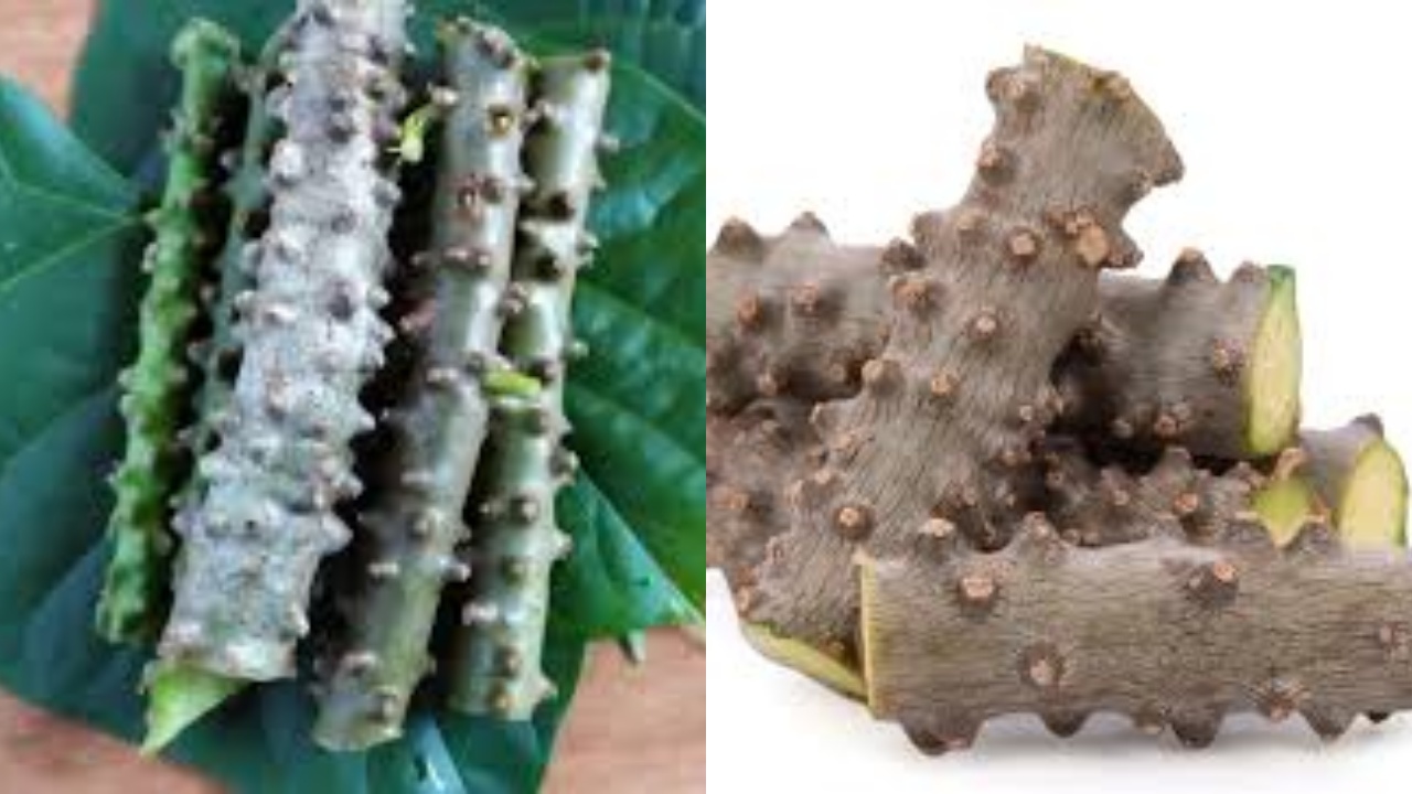 Jarang Diketahui Inilah Manfaat Brotowali Untuk Kesehatan Yang Perlu Kalian Ketahui!