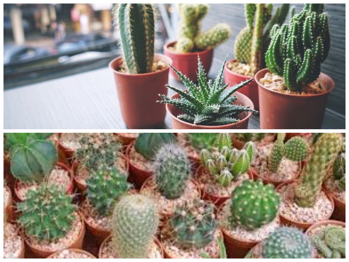 Manfaat Tersembunyi Kaktus: Alasan Tepat Memeliharanya di Rumah