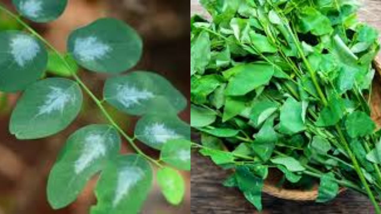  Tak Hanya Lancarkan ASI, Teryata Ini Manfaat Lain Daun Katuk Untuk Kesehatan Tubuh!