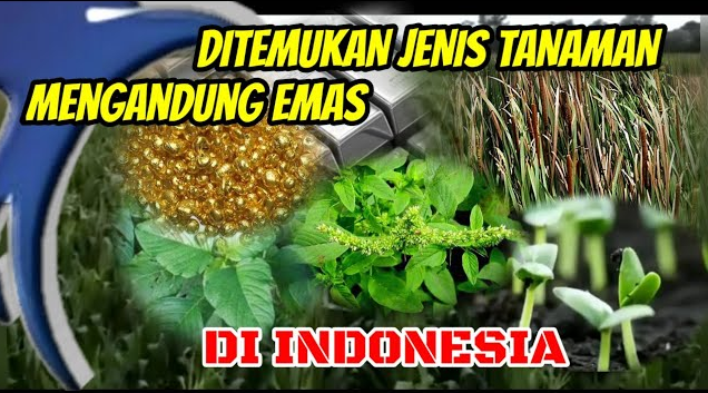 Tanaman Penghasil Emas Tumbuh Subuh dan Tersebar di Indonesia, Ini Jenisnya!