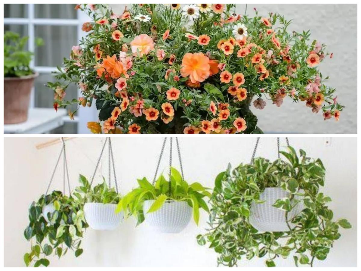 Inspirasi Tanaman Gantung Hemat Air untuk Teras Sempit yang Tetap Cantik