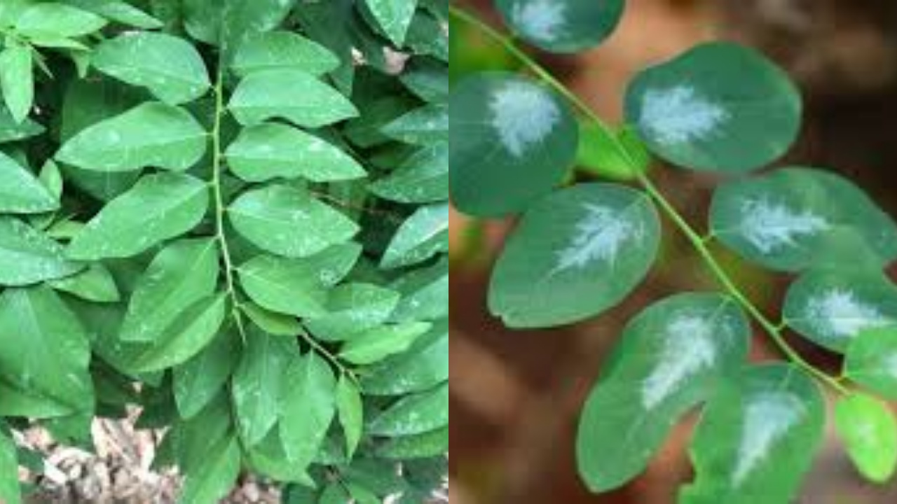 Yuk Intip! 8 Manfaat Daun Katuk Untuk Kesehatan Yang Jarang Diketahui