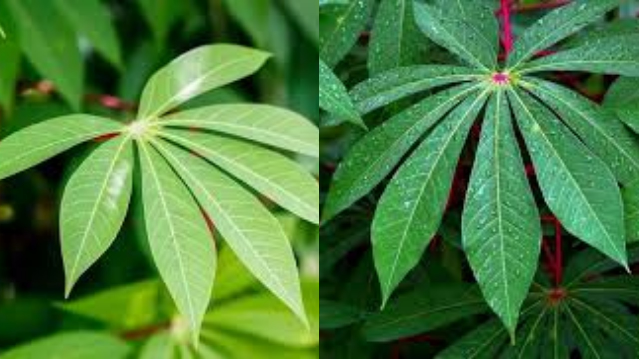 Wajib Tahu Inilah Manfaat Daun Singkong Untuk Kesehatan Dan Cara Mengolahnya!